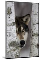 Grey Wolf (Canis lupus) adult, close-up of head, looking out from between birch trees, Minnesota-Paul Sawer-Mounted Photographic Print