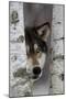 Grey Wolf (Canis lupus) adult, close-up of head, looking out from between birch trees, Minnesota-Paul Sawer-Mounted Photographic Print