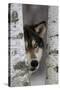 Grey Wolf (Canis lupus) adult, close-up of head, looking out from between birch trees, Minnesota-Paul Sawer-Stretched Canvas