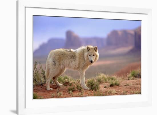 Grey Wolf (Canis lupus) adult, standing in high desert, Monument Valley, Utah-Jurgen & Christine Sohns-Framed Photographic Print