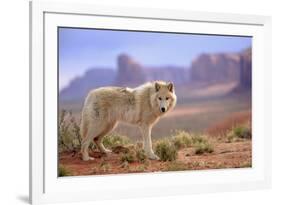 Grey Wolf (Canis lupus) adult, standing in high desert, Monument Valley, Utah-Jurgen & Christine Sohns-Framed Photographic Print