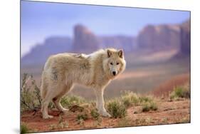 Grey Wolf (Canis lupus) adult, standing in high desert, Monument Valley, Utah-Jurgen & Christine Sohns-Mounted Photographic Print