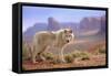 Grey Wolf (Canis lupus) adult, standing in high desert, Monument Valley, Utah-Jurgen & Christine Sohns-Framed Stretched Canvas