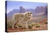 Grey Wolf (Canis lupus) adult, standing in high desert, Monument Valley, Utah-Jurgen & Christine Sohns-Stretched Canvas