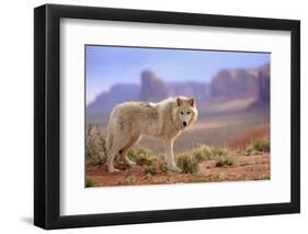 Grey Wolf (Canis lupus) adult, standing in high desert, Monument Valley, Utah-Jurgen & Christine Sohns-Framed Premium Photographic Print