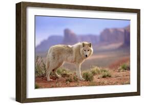 Grey Wolf (Canis lupus) adult, standing in high desert, Monument Valley, Utah-Jurgen & Christine Sohns-Framed Photographic Print