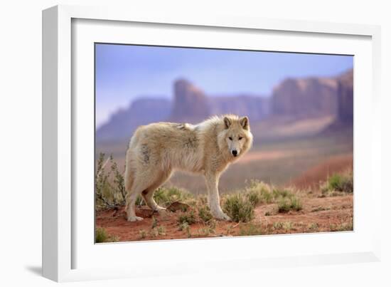 Grey Wolf (Canis lupus) adult, standing in high desert, Monument Valley, Utah-Jurgen & Christine Sohns-Framed Photographic Print