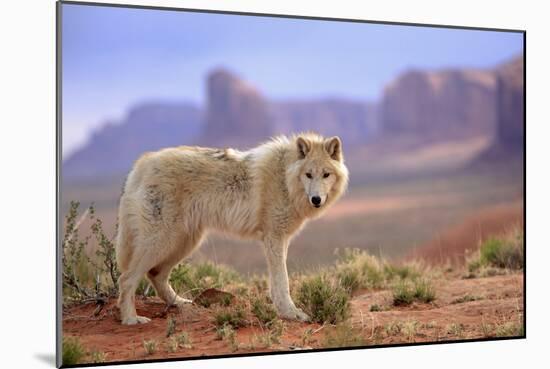 Grey Wolf (Canis lupus) adult, standing in high desert, Monument Valley, Utah-Jurgen & Christine Sohns-Mounted Photographic Print