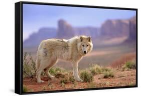 Grey Wolf (Canis lupus) adult, standing in high desert, Monument Valley, Utah-Jurgen & Christine Sohns-Framed Stretched Canvas