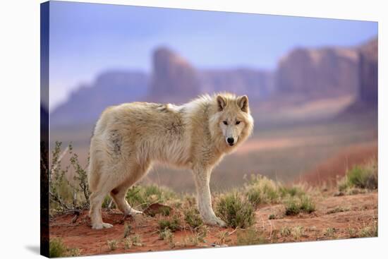 Grey Wolf (Canis lupus) adult, standing in high desert, Monument Valley, Utah-Jurgen & Christine Sohns-Stretched Canvas