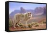 Grey Wolf (Canis lupus) adult, standing in high desert, Monument Valley, Utah-Jurgen & Christine Sohns-Framed Stretched Canvas