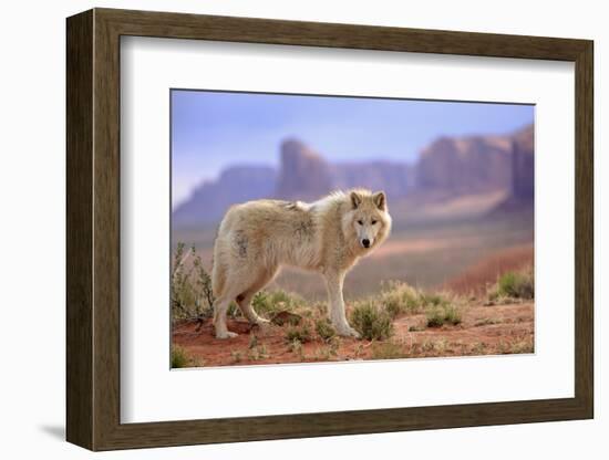 Grey Wolf (Canis lupus) adult, standing in high desert, Monument Valley, Utah-Jurgen & Christine Sohns-Framed Photographic Print