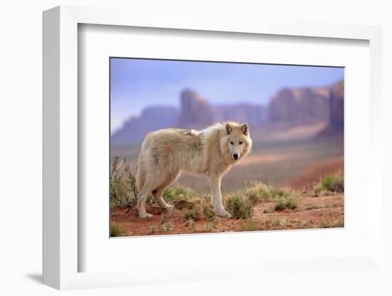 Grey Wolf (Canis lupus) adult, standing in high desert, Monument Valley, Utah-Jurgen & Christine Sohns-Framed Photographic Print