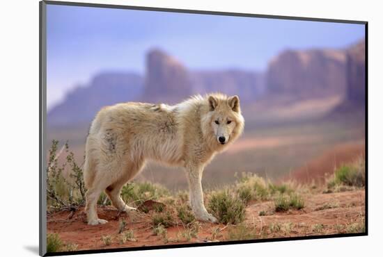 Grey Wolf (Canis lupus) adult, standing in high desert, Monument Valley, Utah-Jurgen & Christine Sohns-Mounted Photographic Print