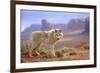 Grey Wolf (Canis lupus) adult, standing in high desert, Monument Valley, Utah-Jurgen & Christine Sohns-Framed Premium Photographic Print