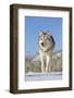 Grey Wolf (Canis lupus) adult, walking on snow, Montana, USA-Paul Sawer-Framed Photographic Print