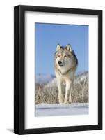 Grey Wolf (Canis lupus) adult, walking on snow, Montana, USA-Paul Sawer-Framed Photographic Print