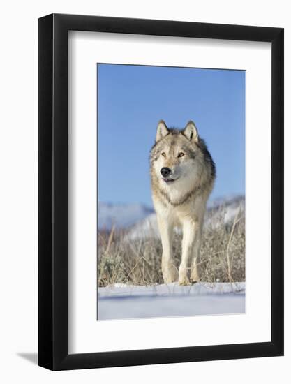 Grey Wolf (Canis lupus) adult, walking on snow, Montana, USA-Paul Sawer-Framed Photographic Print