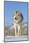 Grey Wolf (Canis lupus) adult, walking on snow, Montana, USA-Paul Sawer-Mounted Photographic Print