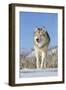 Grey Wolf (Canis lupus) adult, walking on snow, Montana, USA-Paul Sawer-Framed Photographic Print