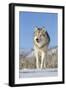 Grey Wolf (Canis lupus) adult, walking on snow, Montana, USA-Paul Sawer-Framed Photographic Print