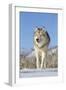 Grey Wolf (Canis lupus) adult, walking on snow, Montana, USA-Paul Sawer-Framed Photographic Print