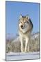 Grey Wolf (Canis lupus) adult, walking on snow, Montana, USA-Paul Sawer-Mounted Photographic Print