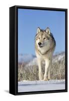 Grey Wolf (Canis lupus) adult, walking on snow, Montana, USA-Paul Sawer-Framed Stretched Canvas