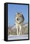Grey Wolf (Canis lupus) adult, walking on snow, Montana, USA-Paul Sawer-Framed Stretched Canvas