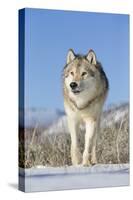 Grey Wolf (Canis lupus) adult, walking on snow, Montana, USA-Paul Sawer-Stretched Canvas