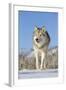 Grey Wolf (Canis lupus) adult, walking on snow, Montana, USA-Paul Sawer-Framed Photographic Print