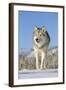 Grey Wolf (Canis lupus) adult, walking on snow, Montana, USA-Paul Sawer-Framed Photographic Print