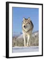 Grey Wolf (Canis lupus) adult, walking on snow, Montana, USA-Paul Sawer-Framed Photographic Print