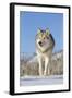 Grey Wolf (Canis lupus) adult, walking on snow, Montana, USA-Paul Sawer-Framed Photographic Print