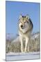 Grey Wolf (Canis lupus) adult, walking on snow, Montana, USA-Paul Sawer-Mounted Photographic Print