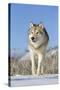 Grey Wolf (Canis lupus) adult, walking on snow, Montana, USA-Paul Sawer-Stretched Canvas