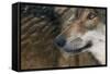 Grey Wolf (Canis Lupus) Close Up, Captive-Edwin Giesbers-Framed Stretched Canvas
