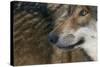 Grey Wolf (Canis Lupus) Close Up, Captive-Edwin Giesbers-Stretched Canvas