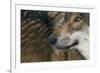 Grey Wolf (Canis Lupus) Close Up, Captive-Edwin Giesbers-Framed Photographic Print