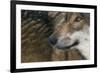 Grey Wolf (Canis Lupus) Close Up, Captive-Edwin Giesbers-Framed Photographic Print