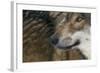 Grey Wolf (Canis Lupus) Close Up, Captive-Edwin Giesbers-Framed Photographic Print