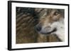 Grey Wolf (Canis Lupus) Close Up, Captive-Edwin Giesbers-Framed Photographic Print