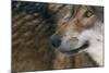 Grey Wolf (Canis Lupus) Close Up, Captive-Edwin Giesbers-Mounted Photographic Print