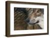 Grey Wolf (Canis Lupus) Close Up, Captive-Edwin Giesbers-Framed Photographic Print