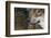 Grey Wolf (Canis Lupus) Close Up, Captive-Edwin Giesbers-Framed Photographic Print