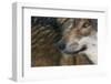 Grey Wolf (Canis Lupus) Close Up, Captive-Edwin Giesbers-Framed Photographic Print