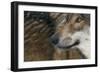 Grey Wolf (Canis Lupus) Close Up, Captive-Edwin Giesbers-Framed Photographic Print