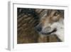 Grey Wolf (Canis Lupus) Close Up, Captive-Edwin Giesbers-Framed Photographic Print