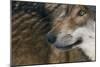 Grey Wolf (Canis Lupus) Close Up, Captive-Edwin Giesbers-Mounted Photographic Print