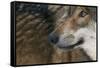 Grey Wolf (Canis Lupus) Close Up, Captive-Edwin Giesbers-Framed Stretched Canvas